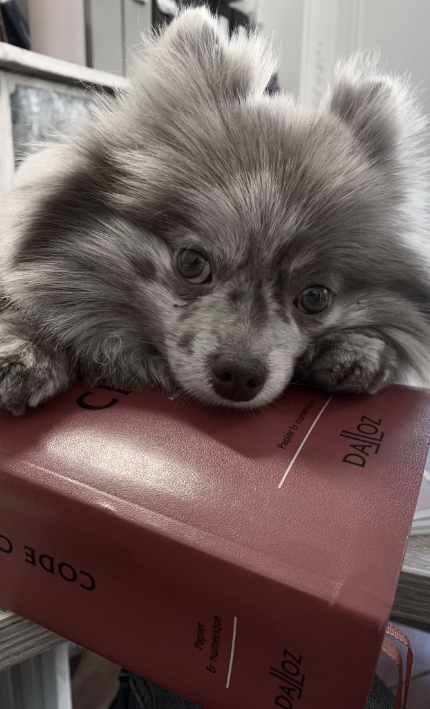 Réglisse-ChienMaîtreBottai